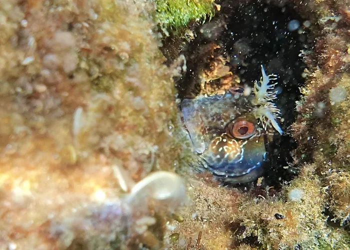 Ferienhaus Sea House Bassi *